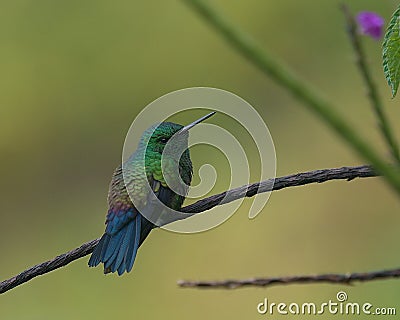 Selective focus shot of a cute Steely-vented hummingbird perched on the twig Stock Photo