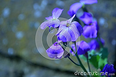 Selective focus shot of dameâ€™s rocket flower Stock Photo