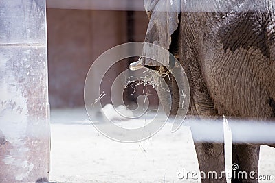 Selective focus shot of an elephant through the bards Stock Photo