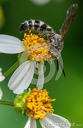 Selective focus shot of a five-banded thinned wasp (Myzinum quinquecintum) perched on a flower Stock Photo