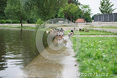 Selective focus shot of a flock of ducks on the side of a pond Stock Photo