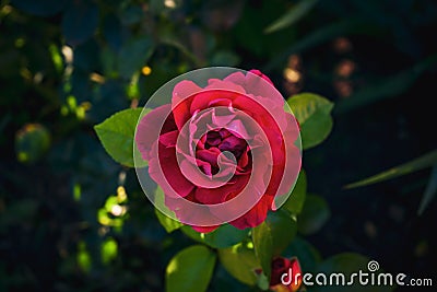 Selective focus shot of a garden rose - perfect for a background Stock Photo