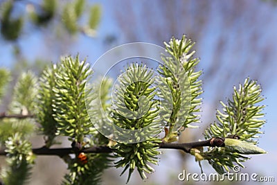 Selective focus shot of green spruce buds Stock Photo