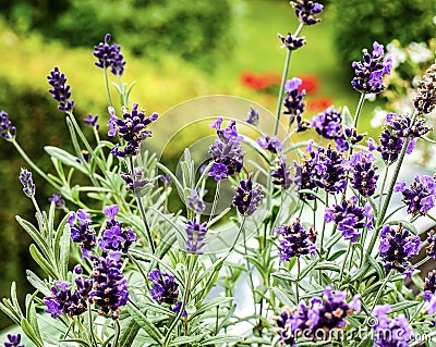 Selective focus shot of a group of purple lavender flowers in the garden with a blurred background Stock Photo