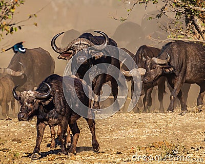 Selective focus shot of a group of water buffalo walking in a dry field Stock Photo