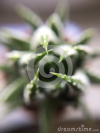 Selective focus shot of haworthia fasciata succulent plant Stock Photo