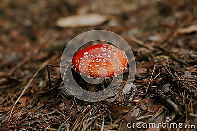 Selective focus shot of an isolated Agaric Fungus growing in the ground with dry leaves Stock Photo