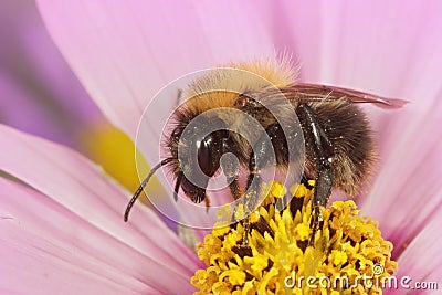 Selective focus shot of a male common carder bee on a pink Cosmos flower Stock Photo