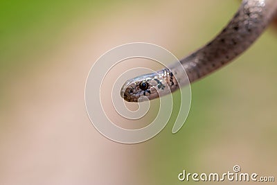 Selective focus shot of a newborn baby brown snake known as Storeria dekayi Stock Photo
