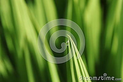 Selective focus shot of one leaf with a drop of morning dew on it Stock Photo