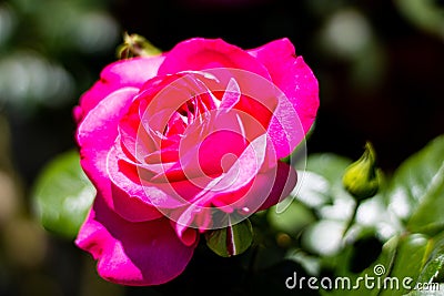 Selective focus shot of an opened pink rose - perfect for background Stock Photo