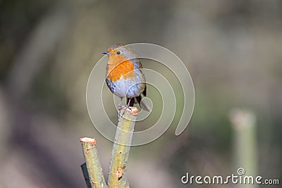Selective focus shot of an orange robin bird perched on a green plant Stock Photo