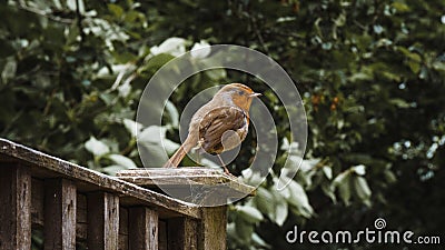 Selective focus shot of an orange robin perched on a wooden fence Stock Photo