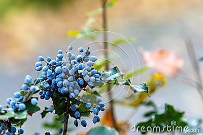 Selective focus shot of Oregon grape holly on plant Stock Photo