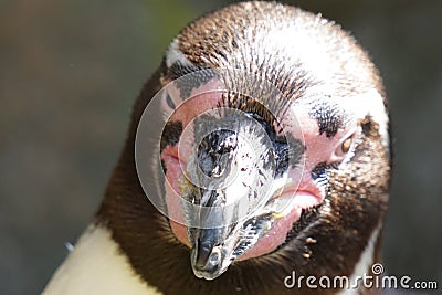 Selective focus shot of a penguin head Stock Photo