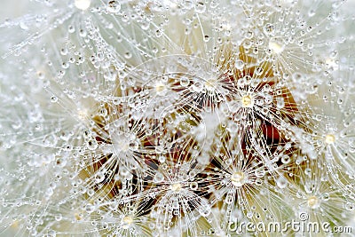 Selective focus shot of the petals of a dandelion Stock Photo