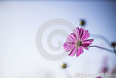 Selective focus shot of a pink cosmeya Stock Photo