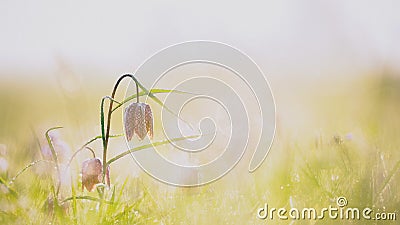 Selective focus shot of a purple Snake`s head fritillary flower on a blurred background Stock Photo