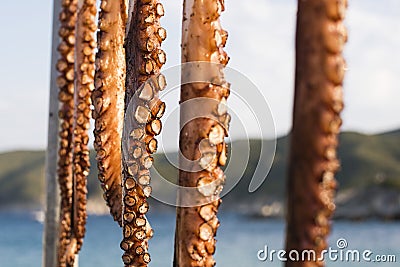 Selective focus shot of raw tentacles of octopus on the beach Stock Photo