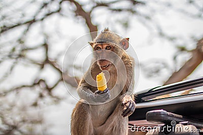 Selective focus shot of a Thai Primate Monkey on the car in Thailand Stock Photo