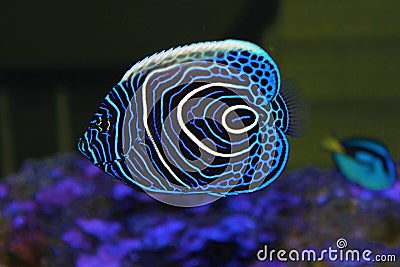 Selective focus shot of a tropical bluefish with beautiful line patterns Stock Photo