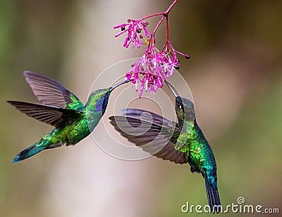 Selective focus shot of two hummingbirds collecting nectar from pink flowers Stock Photo