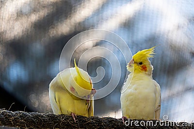 Selective focus shot of two yellow cockatiels (nymphicus hollandicus) Stock Photo