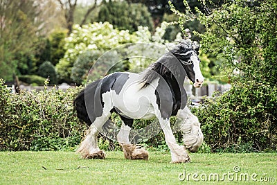 Selective focus shot of white and black shire horse in a green field Stock Photo