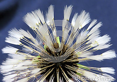 Selective focus shot of the white petals of a dandelion on a blue background Stock Photo