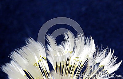 Selective focus shot of the white petals of a dandelion on a blue background Stock Photo