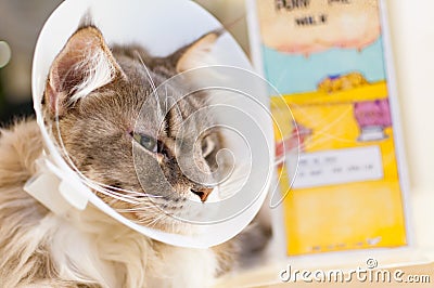 Selective focus of a sick cat with veterinary cone on its head Stock Photo