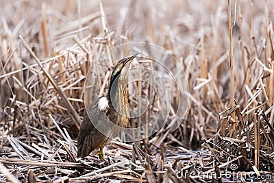 Male American bittern standing in dry bulrushes in wetland pond in spring stretching its neck Stock Photo