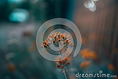 Selective focus of Silver ragwort growing in a field with a blurry background Stock Photo