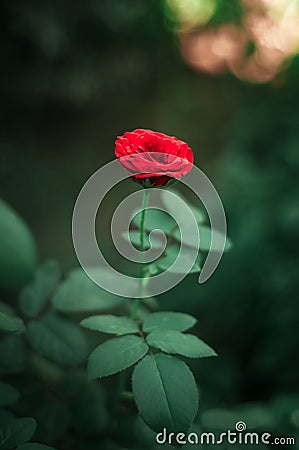 Selective focus single red rose. Macro view of petals. Vintage colors Stock Photo