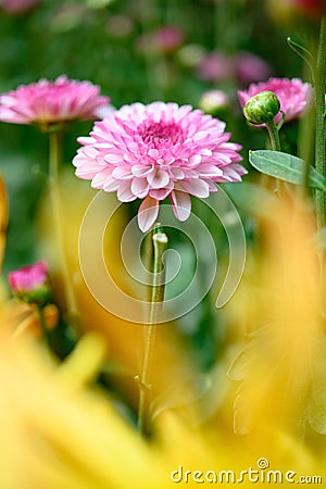 Selective focus of small lilac chrysanthemum flowers vertical compsotion Stock Photo