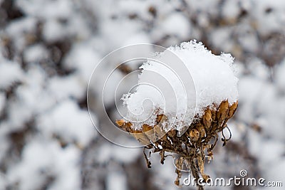 Selective focus to head of dry flower close up covered white fluffy snowflakes and ice crystals on blurred winter garden backgroun Stock Photo