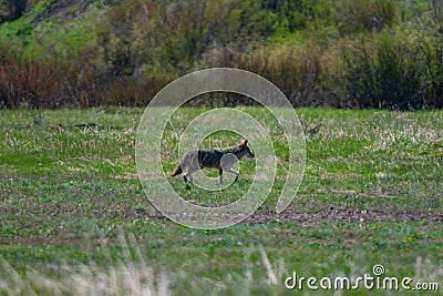 Selective focus view of a coyote running through a field of green grass Stock Photo