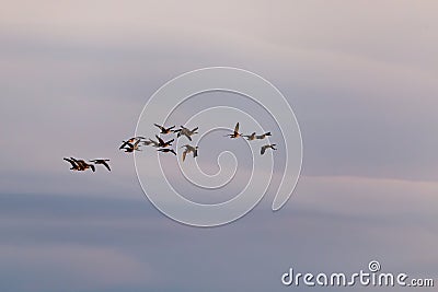 Selective focus view of flock of Canada geese in flight seen in silhouette against a pastel pink and grey sky Stock Photo