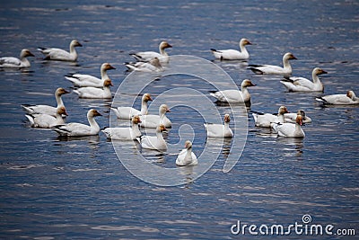 Selective focus view of flock of snow geese in the St. Lawrence River during a grey spring morning Stock Photo