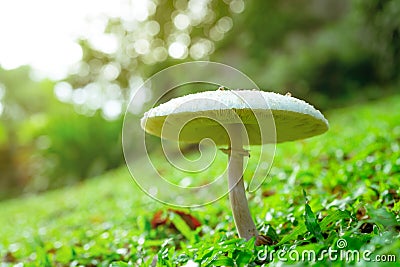 Selective focus on white toxic mushroom on green grass. Toadstool at lawn of park on blurred bokeh background. Poison mushroom Stock Photo