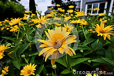 Selective focus of yellow smooth oxeye flowers in the garden Stock Photo