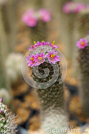 Selective focused of blooming cactus flowers Stock Photo