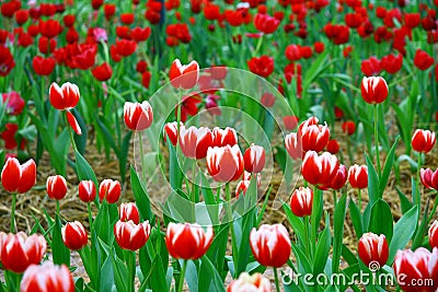 Selective focusing on bouquet of Red White tulips in the field Stock Photo