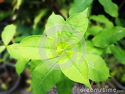 Selective focusing on forth green leave-buds by 3 leaves in each level with triangle shape Stock Photo