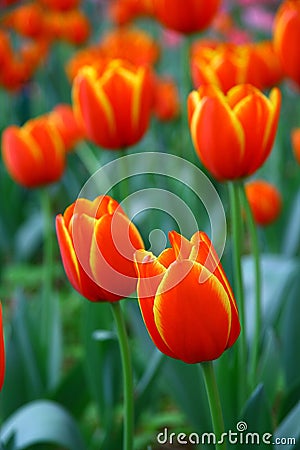 Selective focusing on Orange-red tulips in the spring garden with soft blurry background Stock Photo