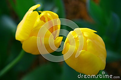 Selective focusing on Yellow tulips in the spring garden with soft blurry background Stock Photo