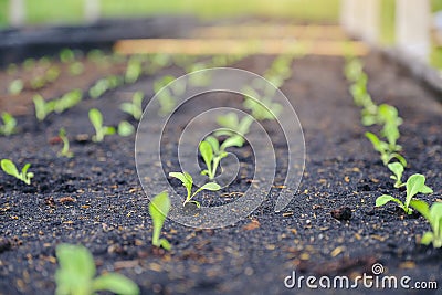 Selective of green seedling, Closeup of small saplings in garden Stock Photo