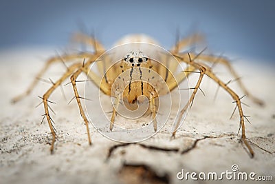 Selective shot of a white Striped lynx spider Stock Photo