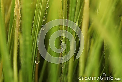 Selective soft focus blur green grass with water drop. Nature horizontal background Stock Photo