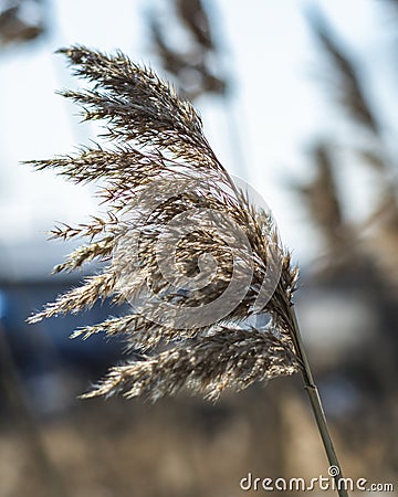 Selective soft focus of dry grass, reed, stalks, in the wind by the light, horizontal, blurred background. Nature, spring Stock Photo